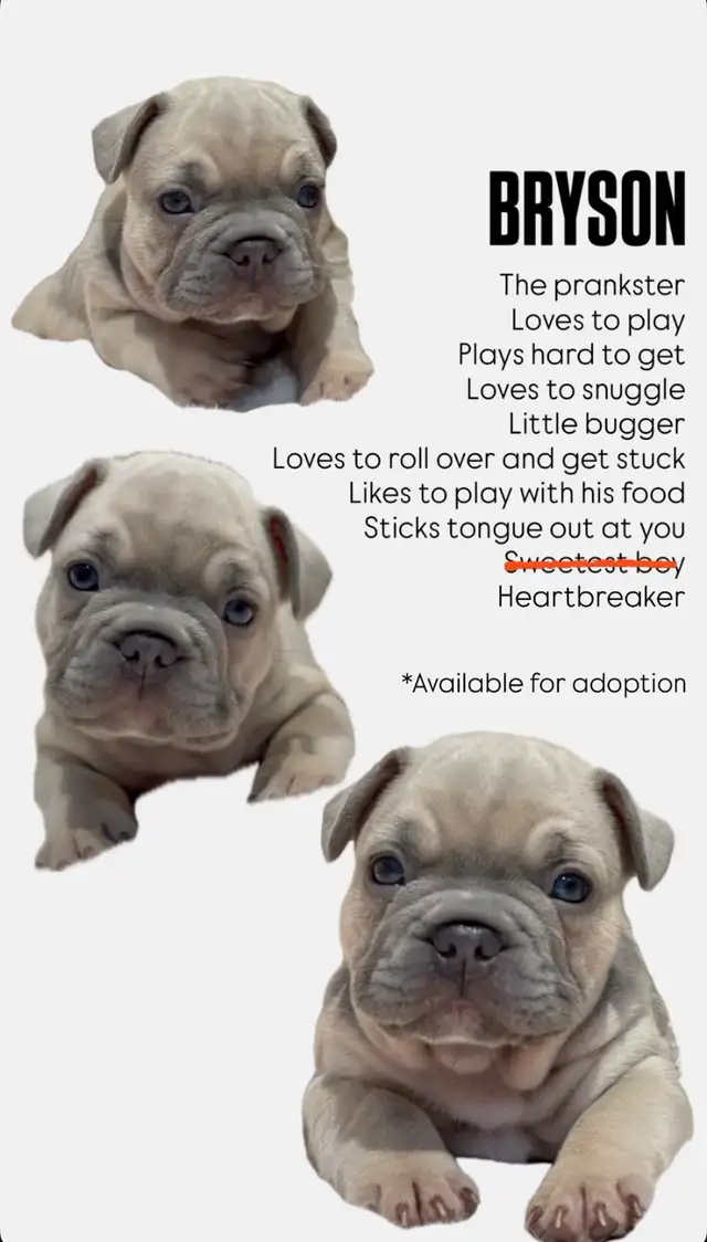 French bulldog puppies only 2 left! ***Price drop!*** in Dogs & Puppies for Rehoming in Winnipeg - Image 4