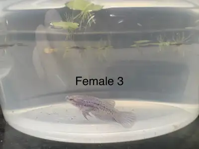 baby bettas, View more