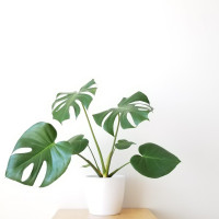 Plant Sitting Service: Houseplants cared for while you're away!