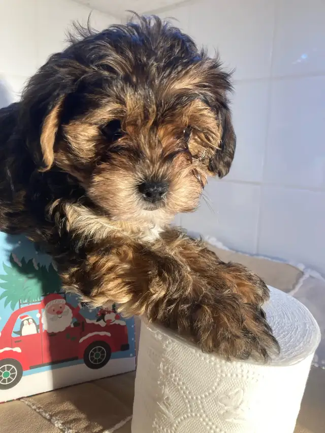 yorkipoo (Yorkshire mixe) in Dogs & Puppies for Rehoming in Drummondville - Image 7