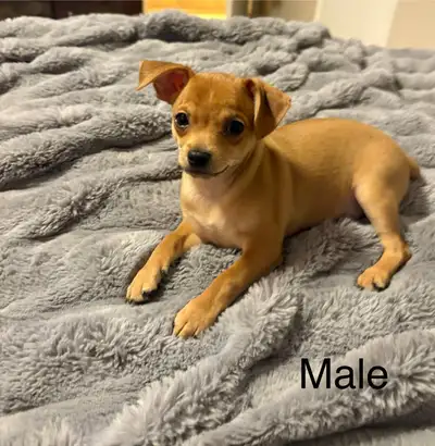 Tiny chihuahua puppies looking for they’re forever home!, View more