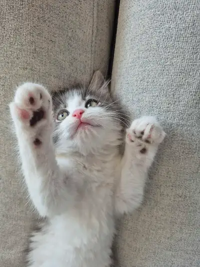 kitty needs home, View more