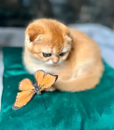 Trois adorables chatons Scottish à réserver – prêts pour leur nouvelle famille ! Nous avons trois ma...