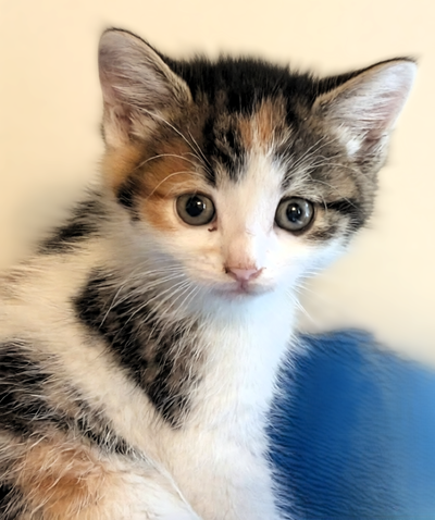 Calico Female Kitten, View more