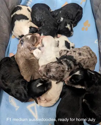 Beautiful mini, small and Medium aussiedoodles and Cockapoos
