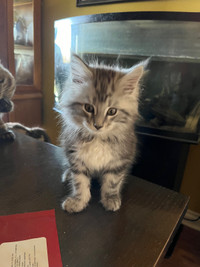 Purebred Mainecoon Kittens 