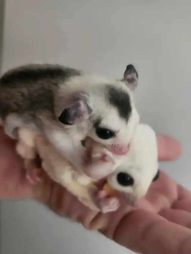 phalangers volants sugar glider  in Small Animals for Rehoming in Lanaudière - Image 8