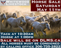 Horse Sale!