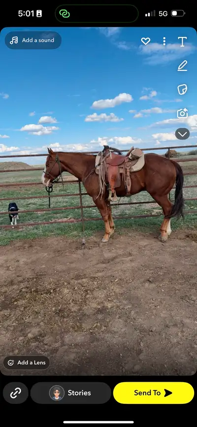 horse for sale, View more