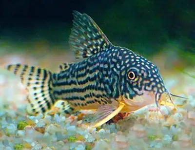 4x Sterbai Corydoras Adutl , View more