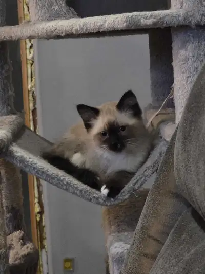 Ragdoll kitten, View more