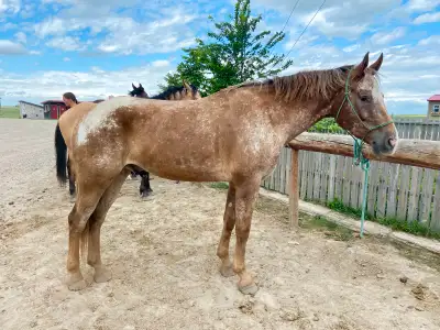 Gentle Green Broke Gelding, View more