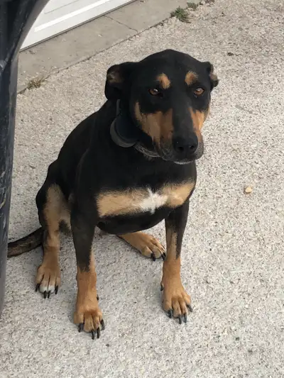 Pet dog to a good home, View more
