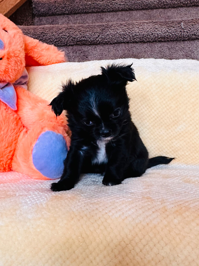 Beautiful Chihuahua Puppies in Dogs & Puppies for Rehoming in Calgary