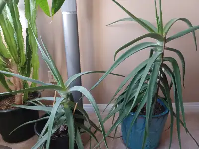 ALOE VERA HOUSE PLANT, View more