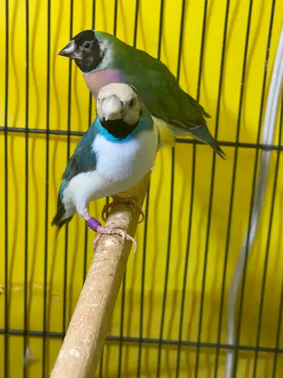 Gouldion finch pair for sale, View more