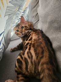 Chats/ chatons Bengals
