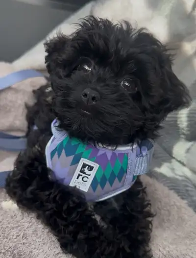 Maltipoo pups - health &dna tested *1 female left, View more