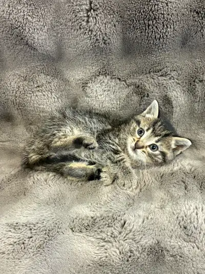 Cute Kittens, View more