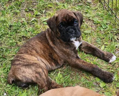 Hello, We have a beautiful litter of European Boxer Puppies. The dad is ckc registered, mom is not r...