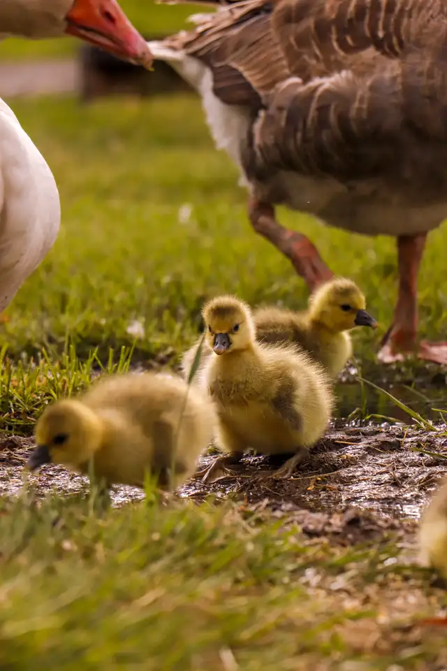 We Offer A Forever Home For Livestock in Livestock in Hamilton - Image 7