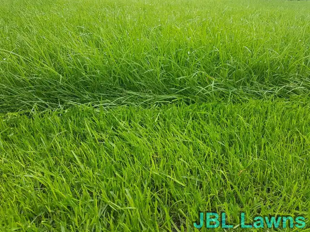 Lawn Service - Weed Control - Tree Trimming - 529-5554 in Lawn, Tree Maintenance & Eavestrough in Medicine Hat - Image 4