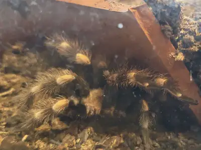 Mexican Red Knee (Brachypelma hamorii or Brachypelma smithi)., View more