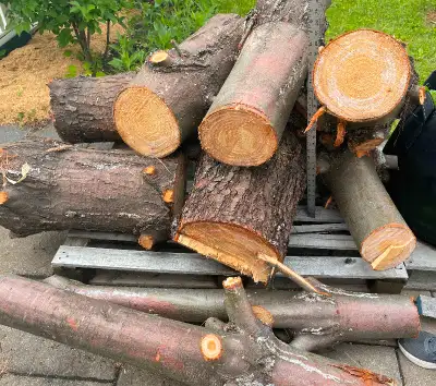 Billots de bois de pin blanc à donner