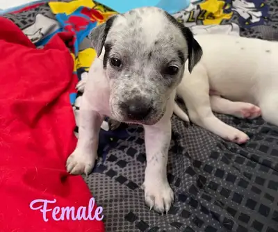 9 Blue Heeler mix puppies for sale, View more