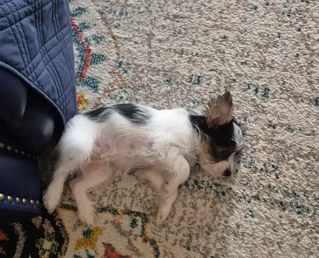 YORKIE PUPPIES FOR SALE in Dogs & Puppies for Rehoming in City of Toronto - Image 4