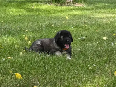 **Caucasian Shepherd Puppies** 100% Purebred, View more
