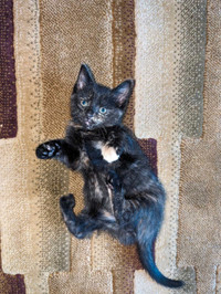 Female kitten for sale!
