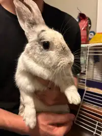 Bunny for Adoption! 