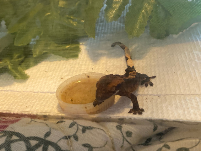 New born babie crested geckos 100eh in Reptiles & Amphibians for Rehoming in Sault Ste. Marie