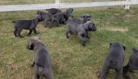 Cane Corso X Mastiff puppies