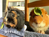 Bonded pair male guinea pig for  adoption with cage 