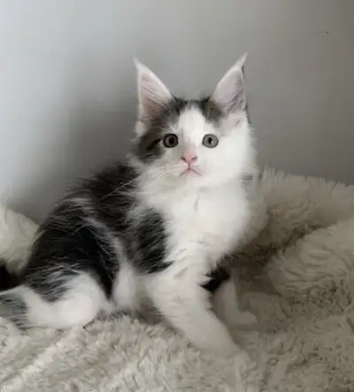 Maine Coon Kitten, View more