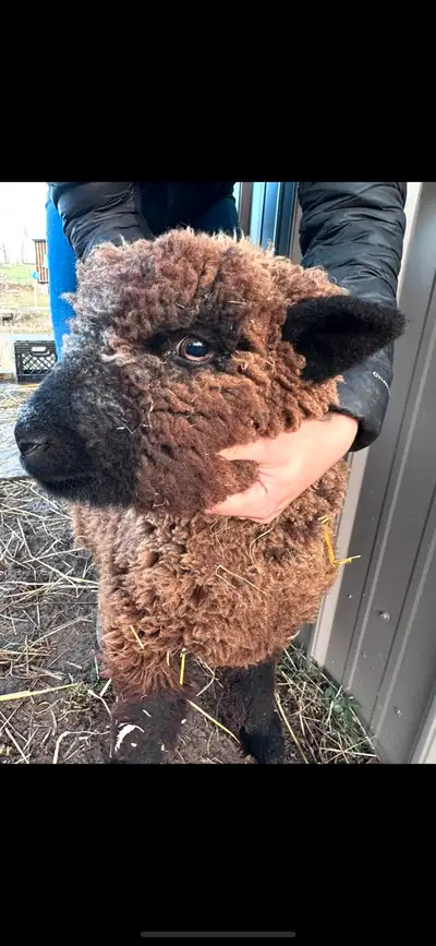 One of our Ewes is looking for a new home. Need to downsize a bit! She’s now about a year old. Up to...