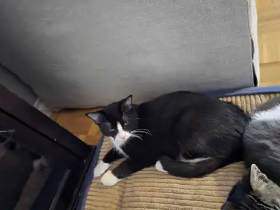 chat a vendre , View more