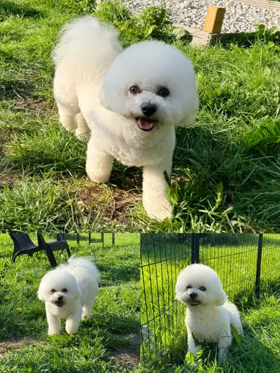 CKC bichon for adoption, View more