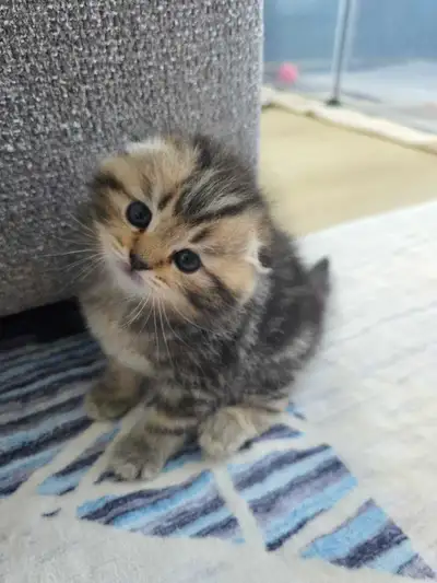 Purebred Scottish Fold boy , View more