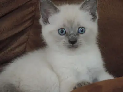 4 Beautiful Applehead Siamese kittens ready to go, View more
