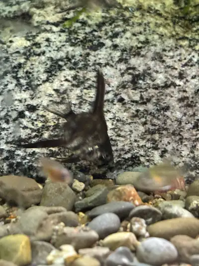 baby angelfish , View more