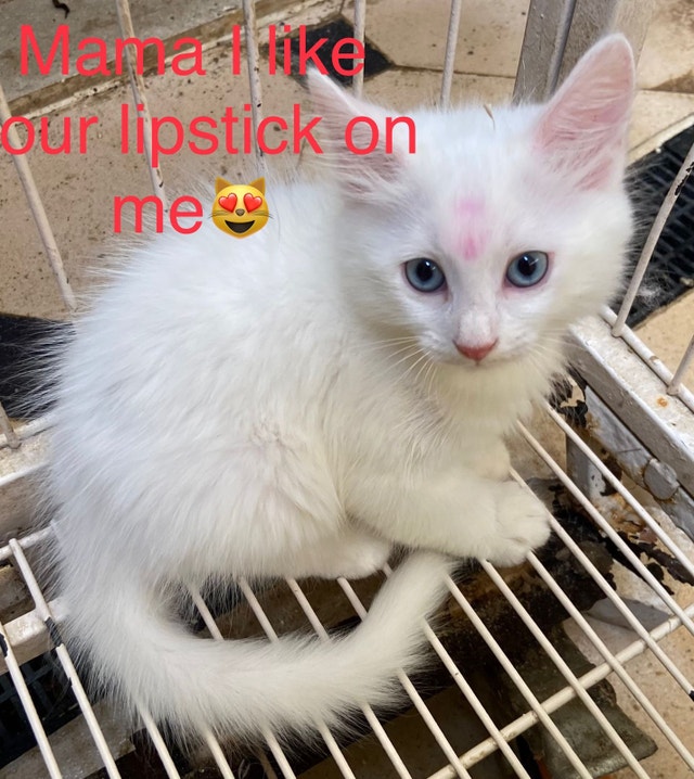 3 Kittens & Mom for adoption Cat rescue Cats & Kittens for Rehoming