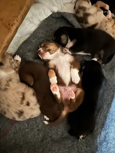 4 week old  Australian puppies upcoming for sale, View more