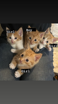 Kittens For Sale - Pending Sale for Three