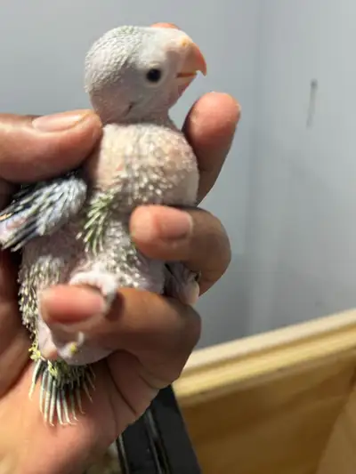 one month old Indian ring neck  green baby , View more