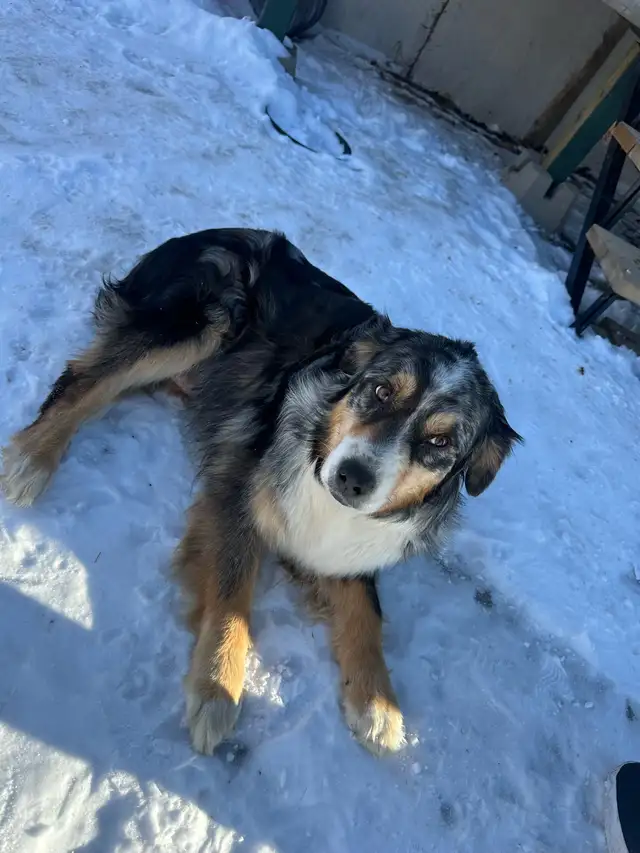 Australian shepherd in Dogs & Puppies for Rehoming in Edmonton - Image 5