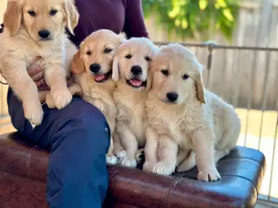 purebred golden retriever puppies, View more