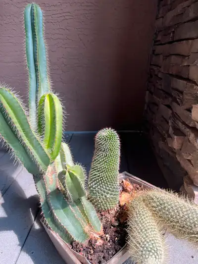 10+year+old+cacti++combo.+We’re+moving.+Free!, View more